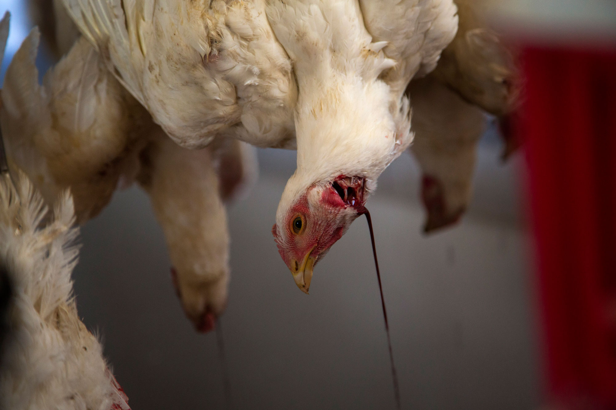 Blood drains from a bird that has been stunned and had its throat cut